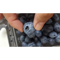 JUMBO BLUEBERRY-USA/MEXICO/125GX12 JUMBO BLUEBERRY-USA/MEXICO/125GX12