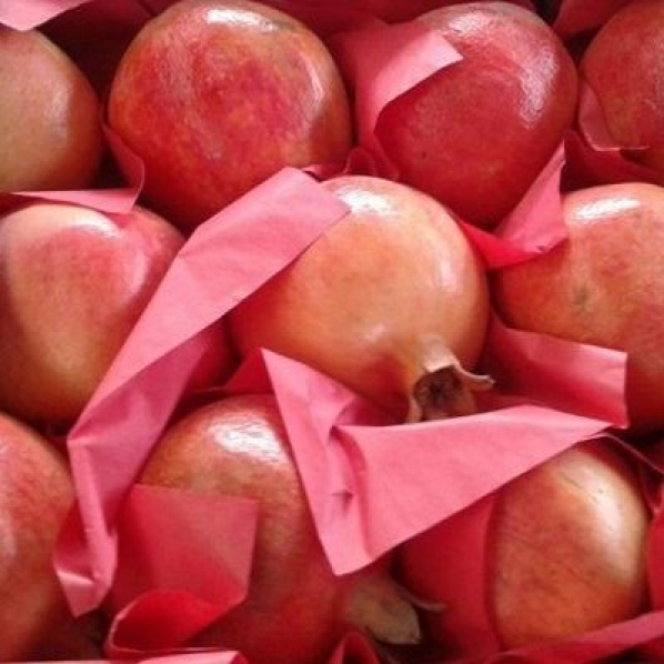 POMEGRANATE-EGYPT/8-11PCS