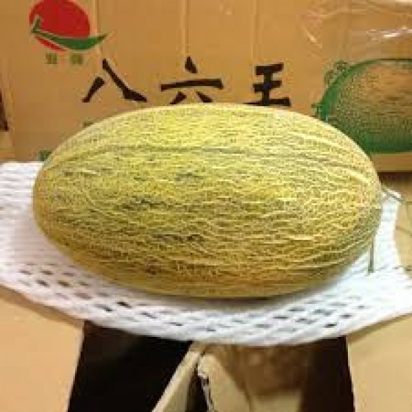 BA LIU WANG HONEY MELON (4-5PCS/12KG+)八六王新疆哈密瓜